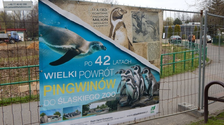 Pingwiny wrócą do śląskiego zoo