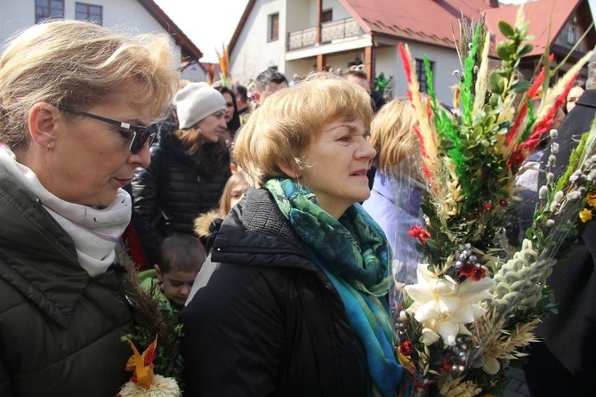 Lipnica Murowana. Rekordowa palma ma blisko 38 m