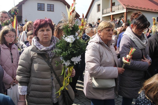 Lipnica Murowana. Rekordowa palma ma blisko 38 m