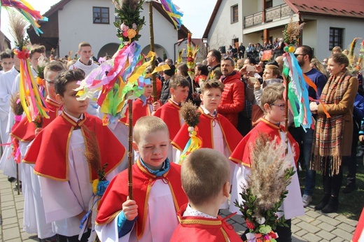 Lipnica Murowana. Rekordowa palma ma blisko 38 m