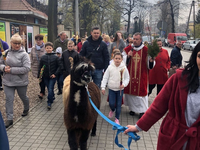 Alpaki w Kłodzku