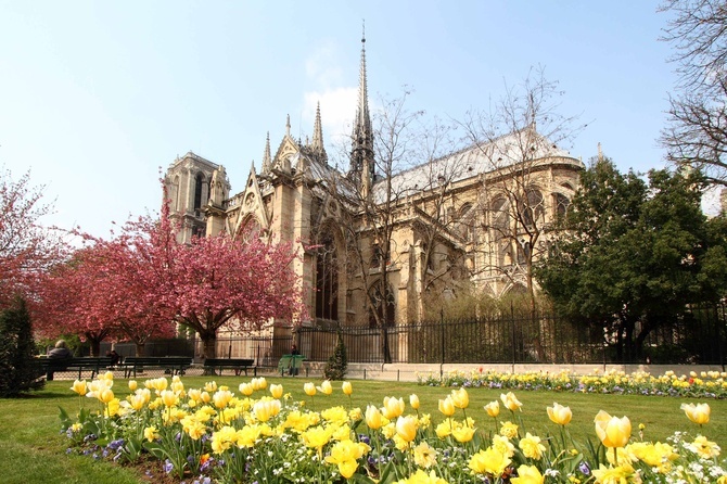 Katedra Notre Dame