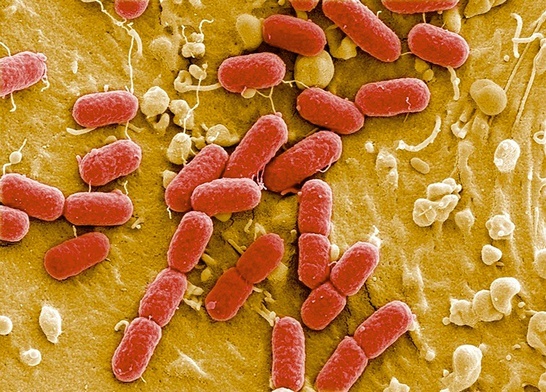 Umiejętność wspólnego działania mikroorganizmów daje im nad nami przewagę i na razie naszą jedyną bronią są antybiotyki.
