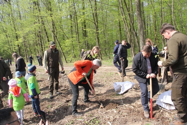 Już rośnie młody las