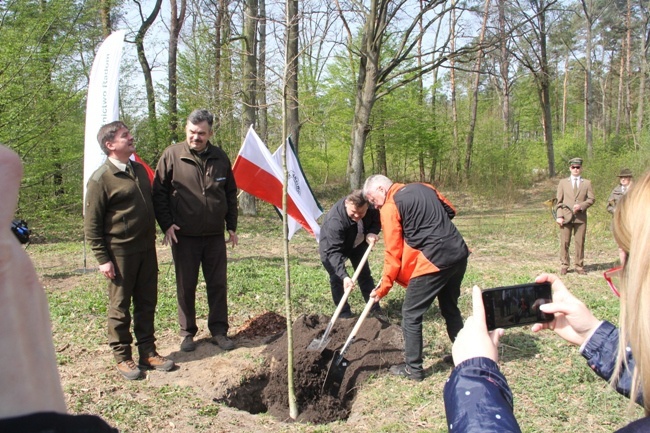 Już rośnie młody las