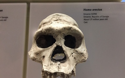 Polscy archeolodzy odkryli nieznaną drogę migracji homo erectus z Afryki