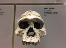 Polscy archeolodzy odkryli nieznaną drogę migracji homo erectus z Afryki