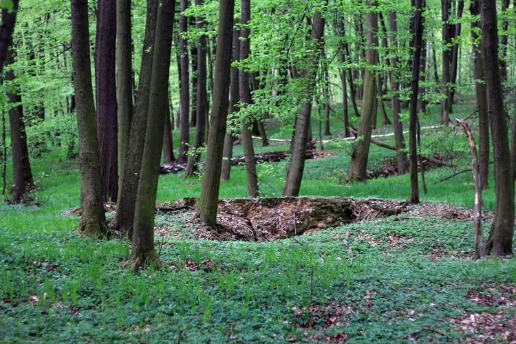 Rozumice: las i ruiny kościoła ewangelickiego