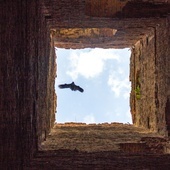 Rozumice: las i ruiny kościoła ewangelickiego