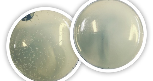 Od lewej: 
Gąbka odbita na podłoże mikrobiologiczne przed włożeniem do mikrofalówki. 
Gąbka  po sterylizacji w mikrofalówce.