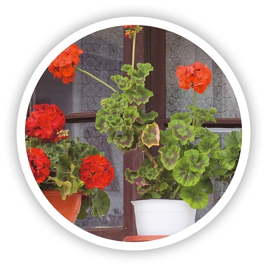 Popularna i wytrzymała pelargonia. Jedna z najbardziej lubianych roślin balkonowych.