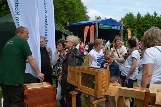 Z niezapominajką w tle