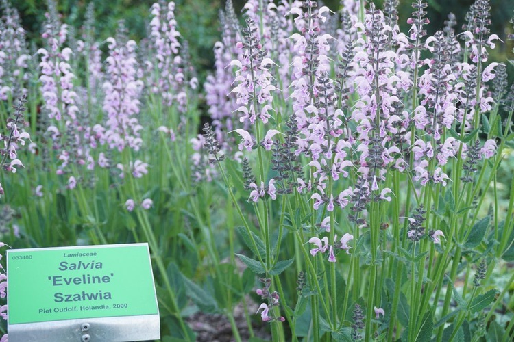 Maj w wojsławickim arboretum