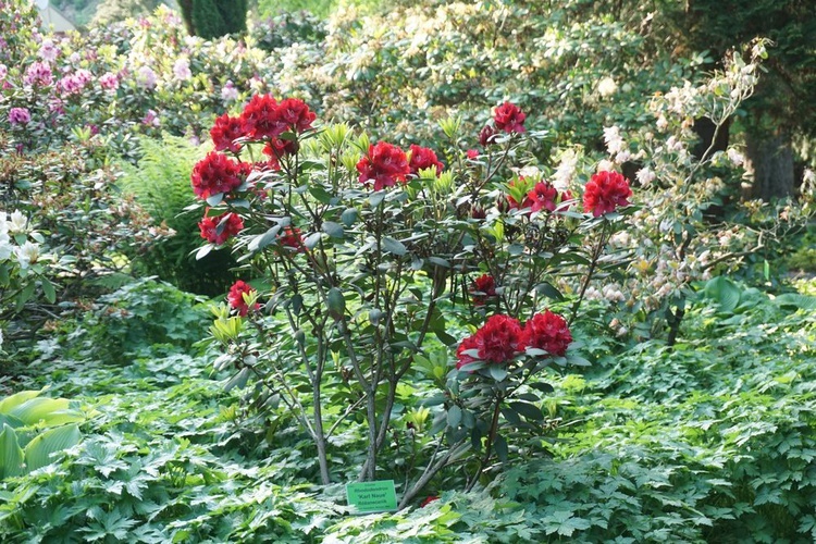 Maj w wojsławickim arboretum