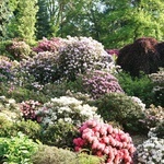 Maj w wojsławickim arboretum