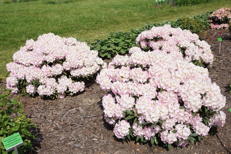 Maj w wojsławickim arboretum