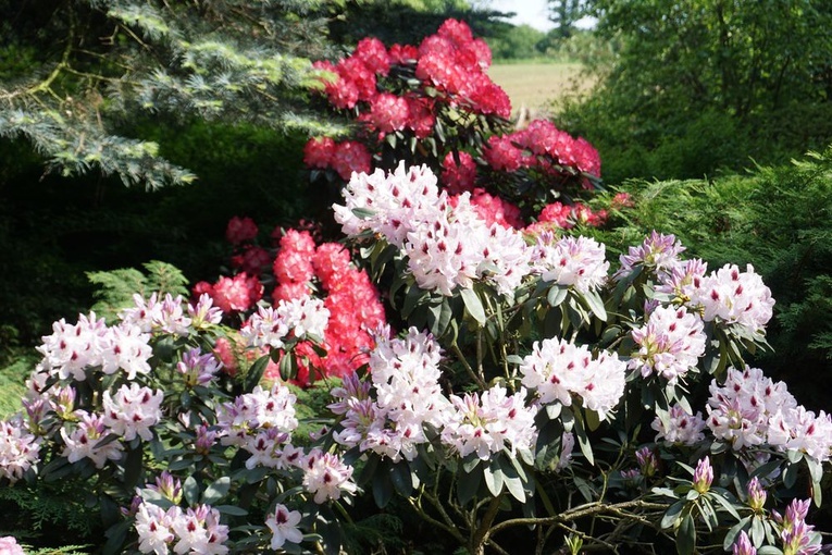 Maj w wojsławickim arboretum