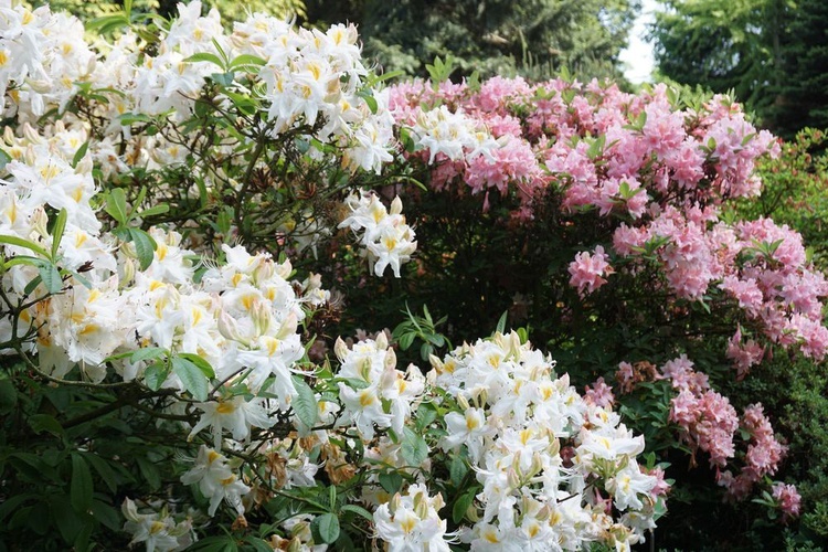 Maj w wojsławickim arboretum