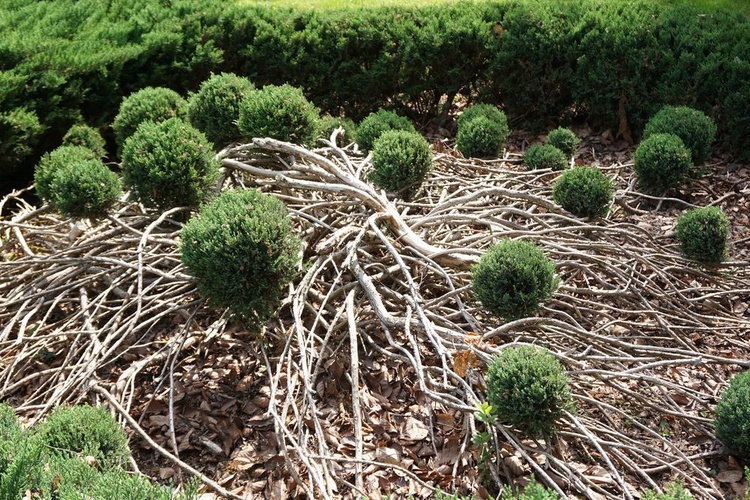 Maj w wojsławickim arboretum