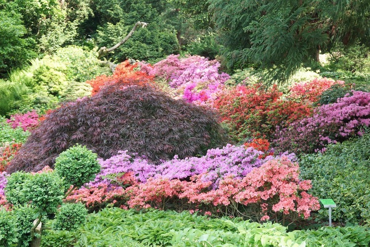 Maj w wojsławickim arboretum