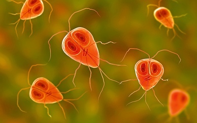 Trofozoit – forma rozwojowa Gardia intestinalis – pierwotniaka powodującego lambliozę.