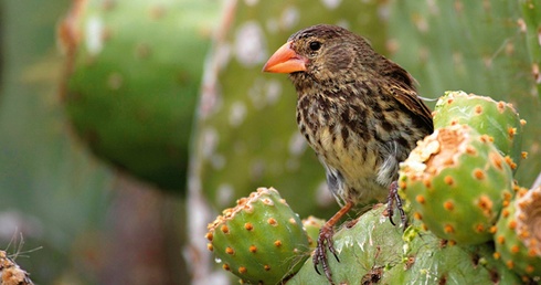 Z połączenia zięb Geospiza fortis oraz Geospiza conirostris (u dołu) na wyspach Galapagos powstał zupełnie nowy gatunek tych ptaków.