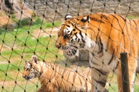 90 lat krakowskiego zoo