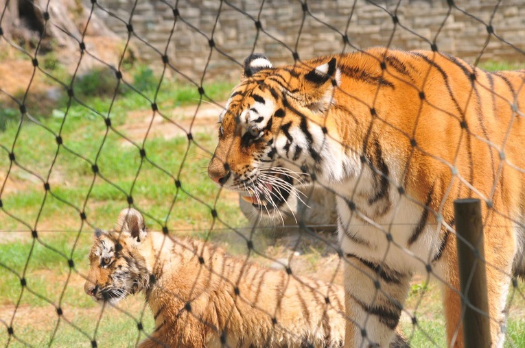 90 lat krakowskiego zoo