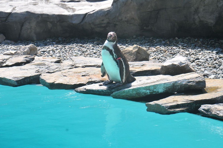 Krakowski Ogród Zoologiczny 2019