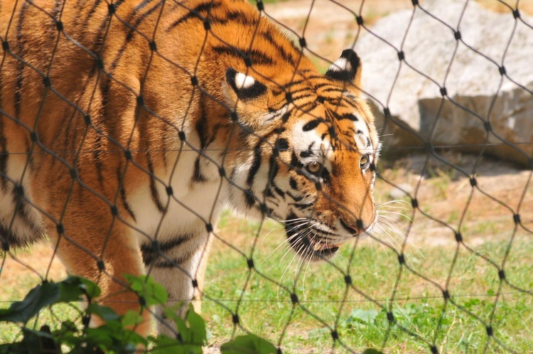 Krakowski Ogród Zoologiczny 2019