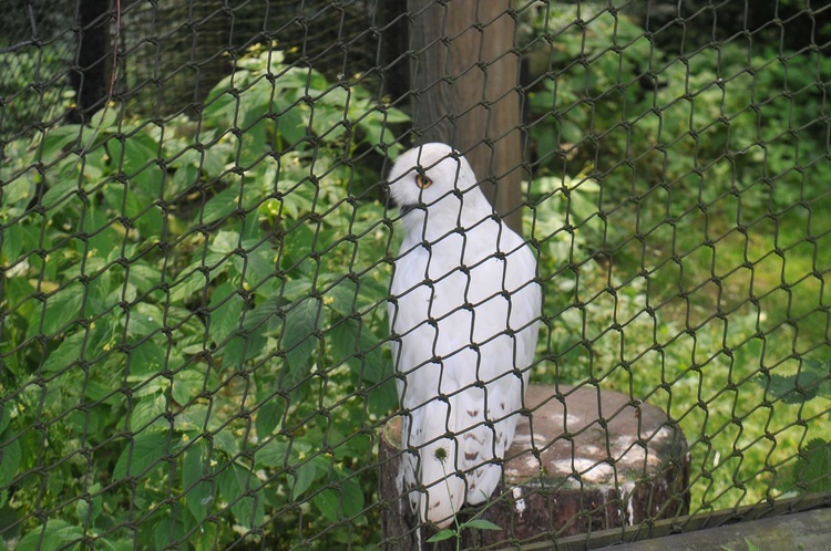 Krakowski Ogród Zoologiczny 2019