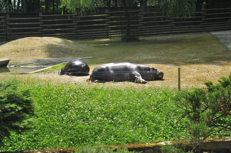 Krakowski Ogród Zoologiczny 2019