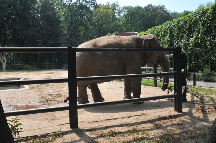 Krakowski Ogród Zoologiczny 2019