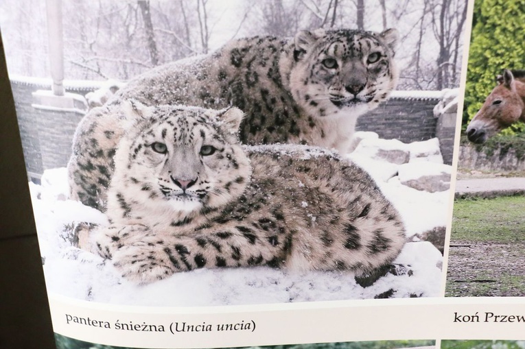 Jubileusz 90-lecia Krakowskiego Ogrodu Zoologicznego