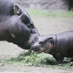 Jubileusz 90-lecia Krakowskiego Ogrodu Zoologicznego