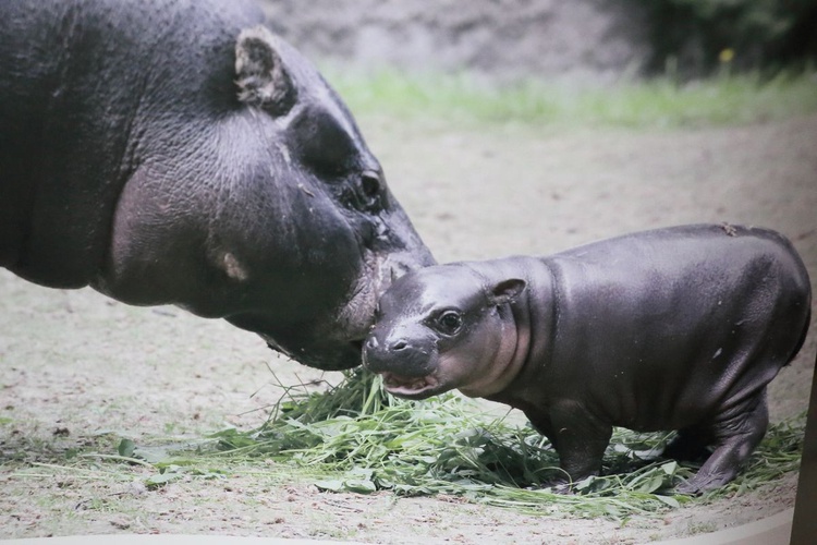 Jubileusz 90-lecia Krakowskiego Ogrodu Zoologicznego