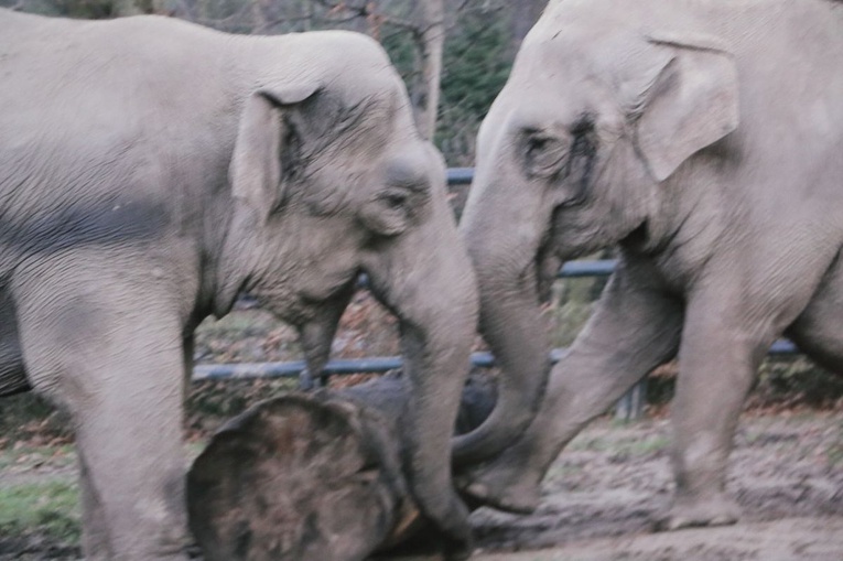 Jubileusz 90-lecia Krakowskiego Ogrodu Zoologicznego