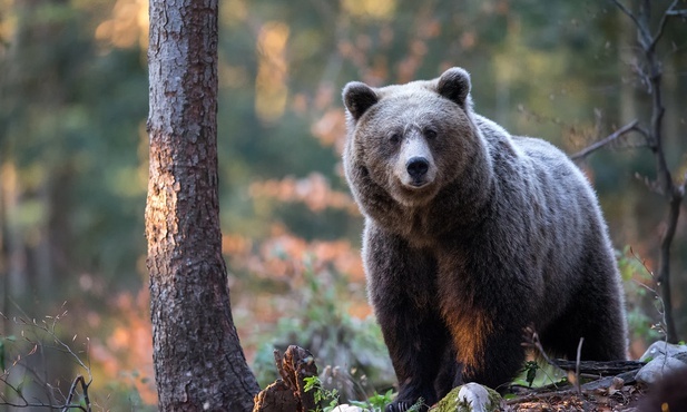 Po 140 latach niedźwiedzie wracają do Puszczy Białowieskiej?