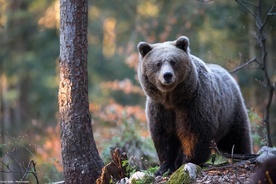 Po 140 latach niedźwiedzie wracają do Puszczy Białowieskiej?