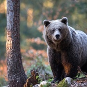 Po 140 latach niedźwiedzie wracają do Puszczy Białowieskiej?