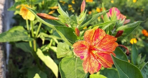 Dziwaczek sióstr niepokalanek z Szymanowa.