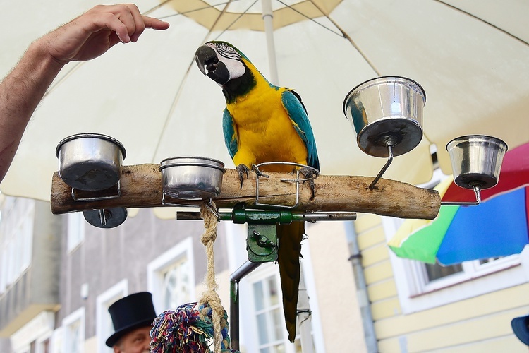 Olsztyn. Międzynarodowy Festiwal Katarynek