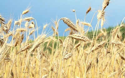 ▲	W przypadku zbóż wszystko zależy od warunków pogodowych jesienią i wczesną wiosną.