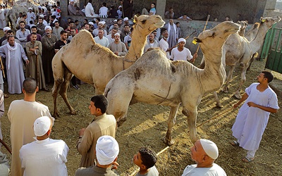 W każdy piątek na targ do Birqashu pod Kairem sprowadza się setki wielbłądów z Sudanu i Somalii.
26.07.2019 Egipt