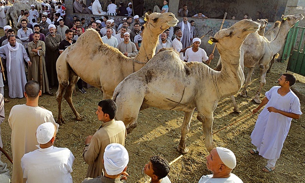 W każdy piątek na targ do Birqashu pod Kairem sprowadza się setki wielbłądów z Sudanu i Somalii.
26.07.2019 Egipt