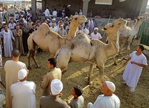 W każdy piątek na targ do Birqashu pod Kairem sprowadza się setki wielbłądów z Sudanu i Somalii.
26.07.2019 Egipt