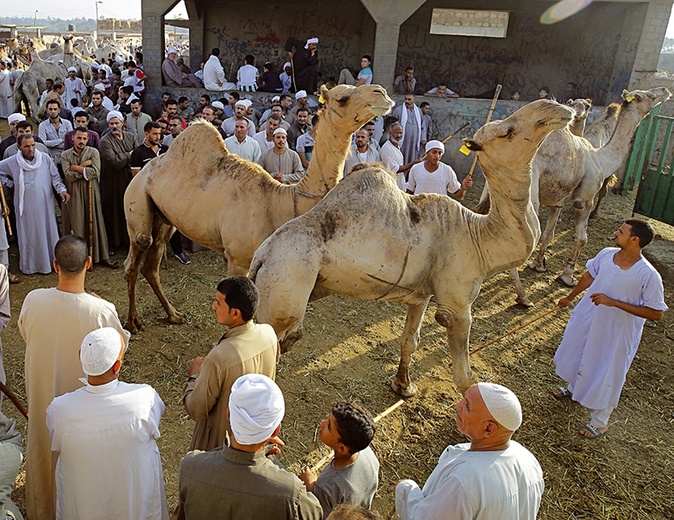 W każdy piątek na targ do Birqashu pod Kairem sprowadza się setki wielbłądów z Sudanu i Somalii.
26.07.2019 Egipt