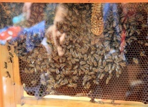 Słabnie siła pszczelich rodzin