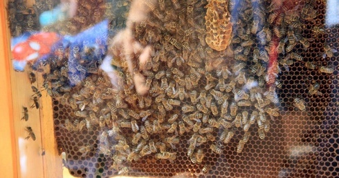 Słabnie siła pszczelich rodzin