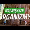 Kiedy żył największy organizm?